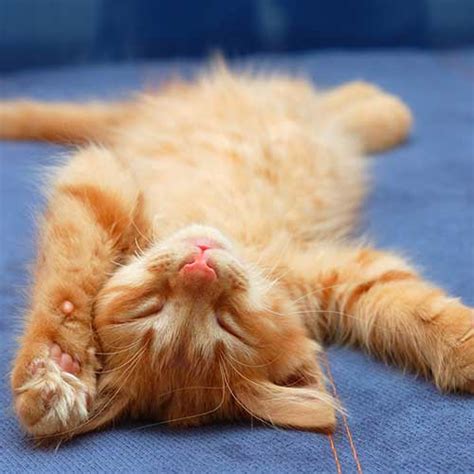 Geo Kitten .